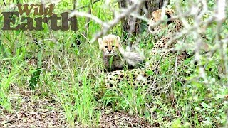 WildEarth - Sunset Safari - 28 April 2020