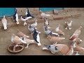 siraji kabutar lal zard black sherazi pigeons breeders setup