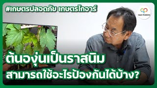 ต้นองุ่นเป็นราสนิม สามารถใช้อะไรป้องกันได้บ้าง? l เกษตรปลอดภัย เกษตรไกอาร์ #Giarpowers