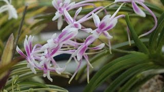 아름다운風蘭 색화 Neofinetia falcata