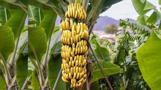 Banana la இவ்ளோ Varieties இருக்கா? | Banana Varieties | know This #shorts #youtubeshorts