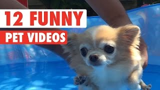 12 Funny Pet Videos Compilation 2020