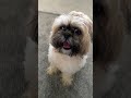 Daisy vs Treat 3.0 #funnydogs #rescuedog #shihtzu