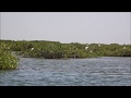 La mangrove du delta du Saloum, Senegal, Africa