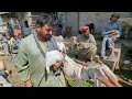 bhains colony bakra mandi latest february 20 2025 bakra mandi karachi vlog with osama