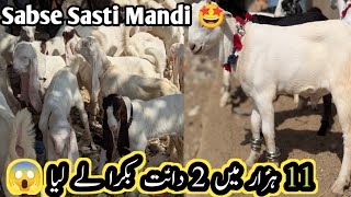 Bhains colony Bakra Mandi latest February 20 2025 ||Bakra Mandi Karachi||Vlog with osama