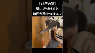 【15匹の猫】壁に手をつけるのは何匹でしょう？