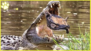 15 Merciless Crocodilians Crushing Other Animals To Death