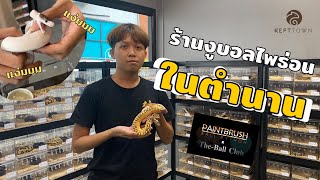 ร้านงูบอลไพธ่อนในตำนาน ในสวนจตุจักร | EP.2 Tour with REPTTOWN ( ทัวร์ วิท เรปทาวน์ )