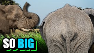 Why Are Elephants So Big?