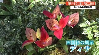 四国初やダーウィン由来…世界のラン一堂に！牧野植物園「旅するラン展」で旅気分で味わって【高知】 (21/02/05 20:30)