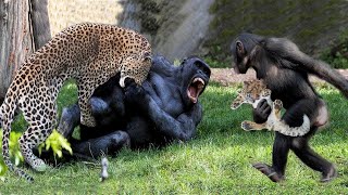 Wildlife Animals Trying to Attack a Chimpanzee Poor Leopard Tragically Died