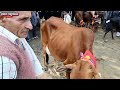 cow for sale parshu pura pashu mela desi sahiwal jersey madwari cow market dairy farm i