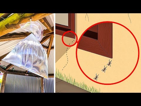 10 Ways to Get Rid of Insects and Bugs in Your Home 10 Ways to Get Rid of Insects and Bugs in Your Home