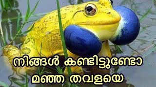 നമ്മുടെ നാട്ടിലെ ഇടമയ്ക്ക് പാടത്തെ വിശേഷങ്ങൾ