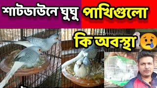 ডায়মন্ড ঘুঘু পাখি গুলো কি অবস্থা || diamond dove cage setup || Birds of village