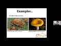 fascinating fungi – introduction to the kingdom of fungi and tips for getting started with recording