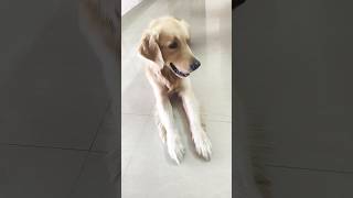 கடவுளே கொஞ்சம் கடன் இருக்கு 1கோடி பணம் குடுப்பா 😂🤣 #funny #comedy #trending #goldenretriever #dog