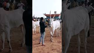 #Ranadhira Famous Hallikar race bull Ranadhira