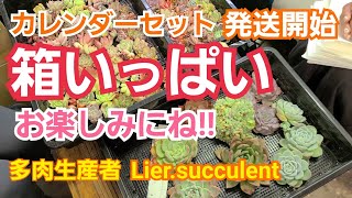 【多肉植物】 再アップ💦お待たせしました🎵カレンダーセットの発送開始です‼️箱いっぱい‼️