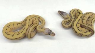 Ball Python 2015 Production Update- Part 2