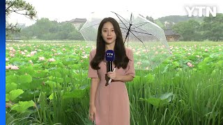 [날씨] 호수 수놓은 분홍 연꽃...충청 이남에는 장맛비 / YTN