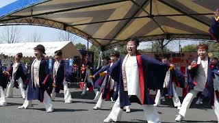 230319 宗政酒造蔵開き ほろ酔い祭り 有田ポーセリングパーク 青嵐