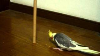 オカメインコ　ビックリ！