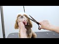 overall dog grooming guide for the beginners and expert groomers