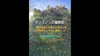 10年以上放置されたサンゴジュの強剪定(珊瑚樹)常緑樹　庭木　大木【造園】植木屋　職人　庭師　日本庭園　チェンソー　園芸　村雨　技術　技能士　プロ　天気　YouTube　春　高木　伐採