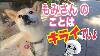 【柴犬 もみさん】人間より人間が大好き！もみさんのコトは嫌いですか？年末スペシャル！私は愛のナンパ犬！Shiba Inu Momisan   loves humans