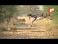 deers stray into human habitat over acute water scarcity in aska