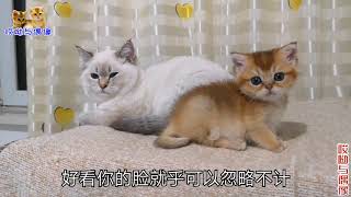 猫爸罕见与独苗奶猫同框，都颜值爆表，就是不稀罕娃，猫宝很烦它