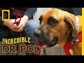 The Dog With the Swollen Jaw | The Incredible Dr. Pol