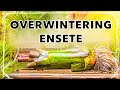 How I Overwinter Ensete ventricosum 'Maurelii’ - Red Banana Plant Winter Care Tips