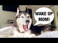 My Husky Does THIS EVERY Morning!