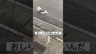 【チワワ】おしりがかゆいんだ #youtubeshorts #いぬすたぐらむ #animal #dog #cute #チワワ