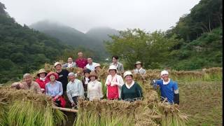 『日本で最も美しい村 松崎町・西伊豆 で稲刈りと食体験ツアー』 絶景の石部の棚田で稲を刈ったら～！