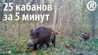 25 кабанов за 5 минут. Съёмка на фотоловушку.