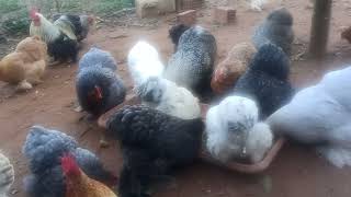 pekin bantam feeding time