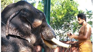 നാവായിക്കുളം ദേവനാരായണൻ | ദേവനും  സാരതിമാരും പതിവ് നീരാട്ട് കഴിഞ്ഞ് തറയിൽ |kerala elephant Devan