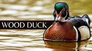 The Wood Duck: One of the Most Unique Ducks You'll Ever See