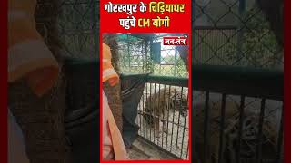 गर्मी के बीच चिड़ियाघर का निरीक्षण करने पहुंचे CM Yogi#LionwithCmyogi #ViralShorts#YtShorts#trending