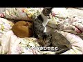 【子犬　子猫　保護　お名前決定！】道端で保護した子犬お名前決定＆2次ﾚｽｷｭｰしたホープ君、無になる