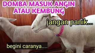 PENGOBATAN DOMBA KEMBUNG ATAU MASUK ANGIN!!!!