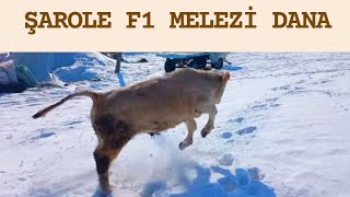 ETÇİ IRK ŞAROLE F1 MELEZİ DANA #şarole #charolais #charolaisbeef #beefcattle #angus #anguscattle