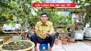 HƯỚNG DẪN CẮT TỈA TRÀ MY SAU TẾT - Bác Nông Dân TV