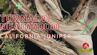 Tornado Deadwood - California Juniper