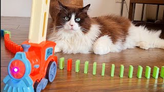 Cats vs Domino Train