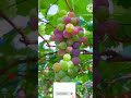 Chinese Fruits are special. #viralvideo #trending #facts #information